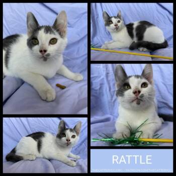 Rattle -  Domestic Short Hair Cat for Adoption in Corpus Christi, Texas - Rattle | PetCurious