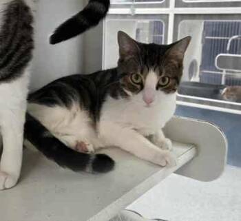 Rescue Domestic Short Hair Cats for Adoption in Atlanta, Georgia - AFK | PetCurious