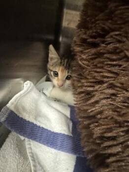 Spice -  Domestic Short Hair Cat for Adoption in Farmers Branch, Texas - Spice | PetCurious