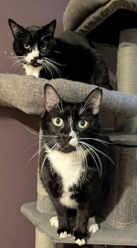 Big Gravy -  Domestic Short Hair Cat for Adoption in Trenton, New Jersey - Big Gravy | PetCurious
