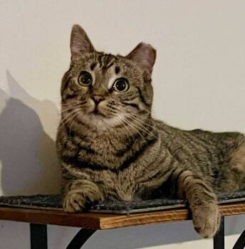 Rescue Tabby Cats for Adoption in Wendell, North Carolina - Papaya | PetCurious