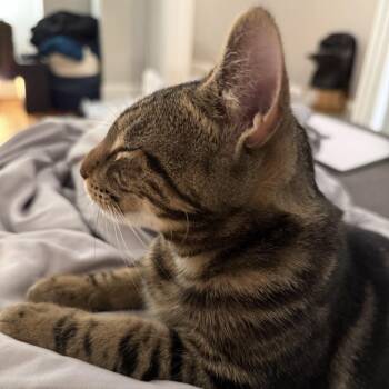 Maverick -  Domestic Short Hair Cat for Adoption in Fairfax Station, Virginia - Maverick | PetCurious