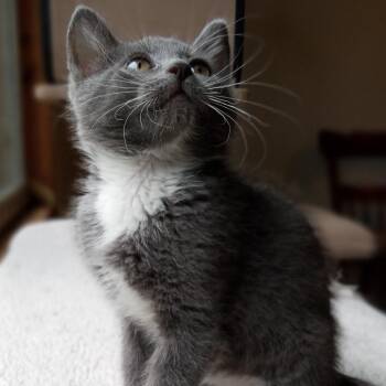Star -  Domestic Short Hair Cat for Adoption in Coos Bay, Oregon - Star | PetCurious