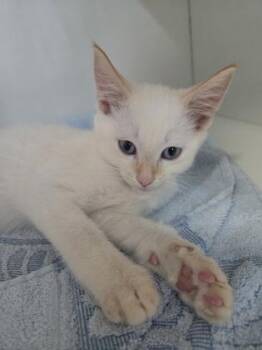 Zeus -  Domestic Short Hair Cat for Adoption in Savannah, Georgia - Zeus | PetCurious