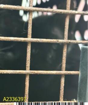 BINX -  Domestic Short Hair Cat for Adoption in West Palm Beach, Florida - BINX | PetCurious