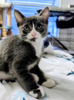 Sage -  Domestic Short Hair Cat for Adoption in Brandon, Florida - Sage | PetCurious