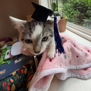 Emerson -  Domestic Short Hair Cat for Adoption in Rochester, Minnesota - Emerson | PetCurious
