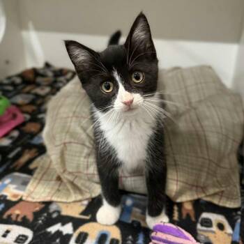 Rescue Domestic Short Hair and Tuxedo Cats for Adoption in Penn Yan, New York - Annabelle | PetCurious