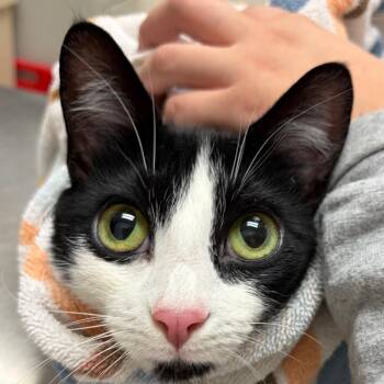 Ruby Jean -  Domestic Short Hair Cat Available for Adoption in Murray, Utah - Ruby Jean | PetCurious