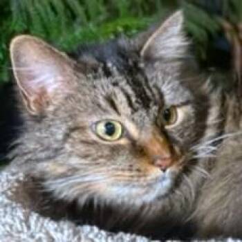GORGEOUS GENEVA -  Maine Coon Cat for Adoption in Oakwood, Georgia - GORGEOUS GENEVA | PetCurious