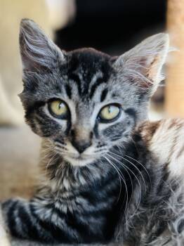 Rescue Domestic Long Hair Cats for Adoption in Pinole, California - Missyou | PetCurious