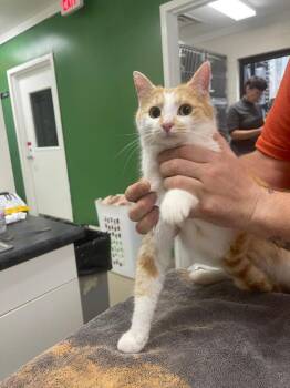 Domestic Short Hair Cats Available for Adoption - Hannah | PetCurious