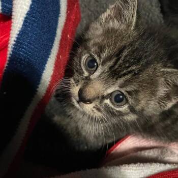 Keolis -  Domestic Short Hair Cat for Adoption in Westminster, California - Keolis | PetCurious