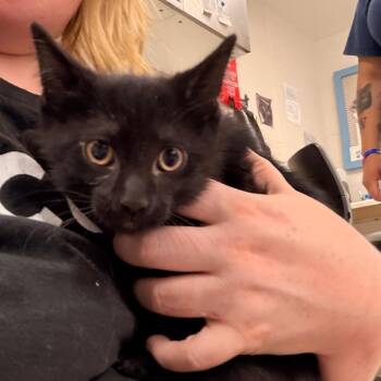 Truffle -  Domestic Short Hair Cat for Adoption in Indianapolis, Indiana - Truffle | PetCurious