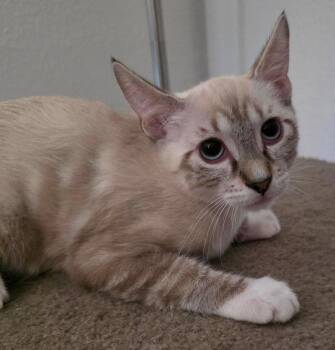 Jasper Sleek -  Domestic Short Hair and Siamese Cat for Adoption in Glendale, Arizona - Jasper Sleek | PetCurious