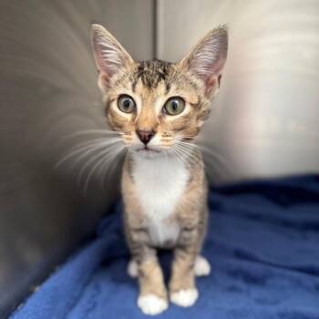 Marigold -  Domestic Short Hair Cat for Adoption in Asheville, North Carolina - Marigold | PetCurious