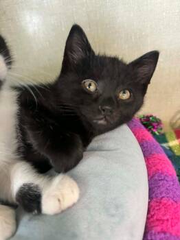 Cosmo -  Domestic Short Hair Cat for Adoption in Marion, Ohio - Cosmo | PetCurious