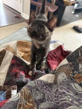 Nova -  Domestic Short Hair Cat for Adoption in New Orleans, Louisiana - Nova | PetCurious