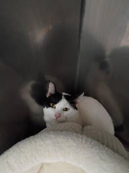Flashlight- silo -  Domestic Short Hair Cat for Adoption in Pierceton, Indiana - Flashlight- Silo | PetCurious
