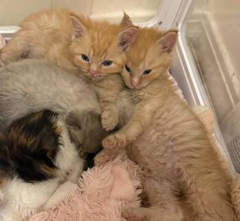 Dorito -  Domestic Short Hair Cat for Adoption in Millcreek, Utah - Dorito | PetCurious
