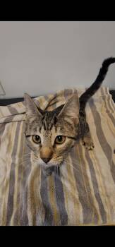 Goldie -  Domestic Short Hair Cat for Adoption in Tama, Iowa - Goldie | PetCurious