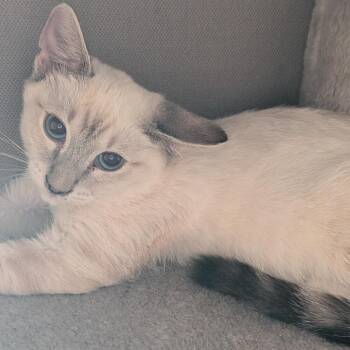Sour Cream -  Domestic Short Hair Cat for Adoption in Lincoln, California - Sour Cream | PetCurious