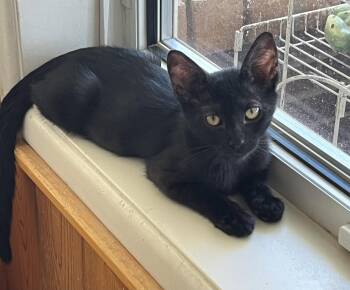 Buckie -  Domestic Short Hair Cat for Adoption in Phoenix, Arizona - Buckie | PetCurious