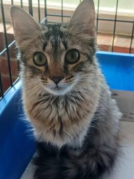 Precious -  Domestic Medium Hair and Tabby Cat for Adoption in Greensboro, North Carolina - Precious | PetCurious
