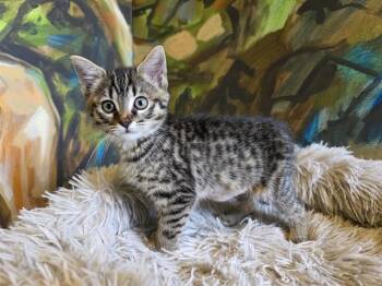 Domestic Short Hair Cats Available for Adoption in Santa Clara, California - PENNY | PetCurious