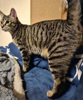 Domestic Medium Hair Cats Available for Adoption in Orlando, Florida - Lima | PetCurious