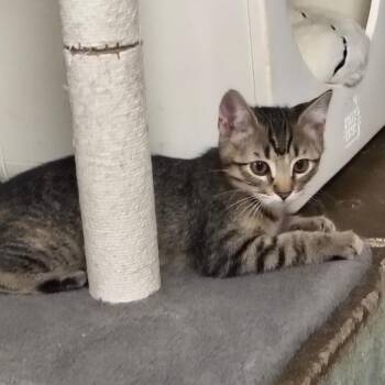 Ella -  Domestic Short Hair Cat Available for Adoption in Laredo, Texas - Ella | PetCurious