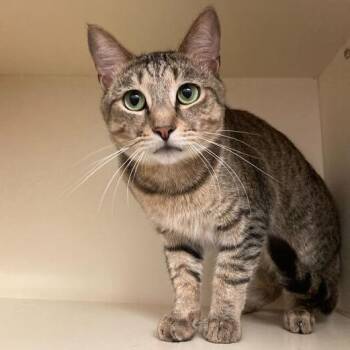 Monarch -  Domestic Short Hair Cat for Adoption in Dayton, Ohio - Monarch | PetCurious