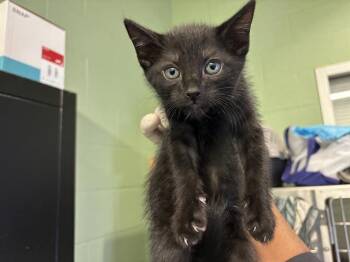 Rescue Domestic Short Hair Cats for Adoption in Grand Prairie, Texas - NIGIRI | PetCurious