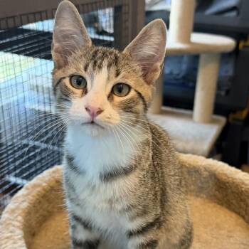 Baxter -  Domestic Short Hair Cat for Adoption in Denison, Texas - Baxter | PetCurious