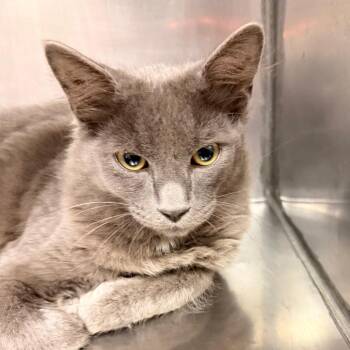 DORIAN -  Domestic Medium Hair Cat for Adoption in Corydon, Indiana - DORIAN | PetCurious