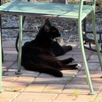 Domestic Short Hair Cats Available for Adoption in Melrose, Florida - Hallow | PetCurious