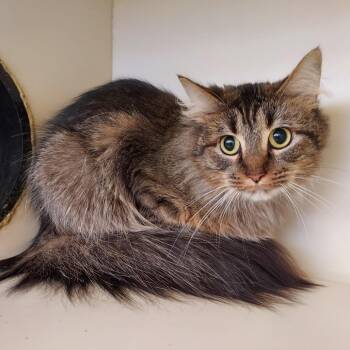 Domestic Long Hair Cats Available for Adoption in Dayton, Ohio - Olga | PetCurious