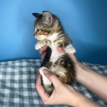 Domestic Short Hair Cats Available for Adoption - Bashful | PetCurious