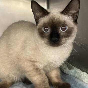 Layla -  Domestic Short Hair Cat for Adoption in Gloucester, Virginia - Layla | PetCurious