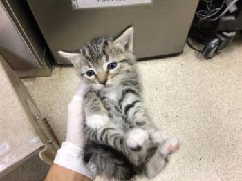 Domestic Short Hair Cats Available for Adoption in Riverside, California - BUBBLES | PetCurious