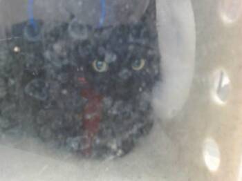 A922480 -  Domestic Short Hair Cat for Adoption in Sacramento, California - A922480 | PetCurious