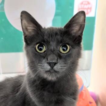 Comet -  Domestic Medium Hair Cat for Adoption in Reno, Nevada - Comet | PetCurious