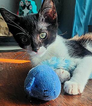 Rescue American Shorthair Cats for Adoption in Huntington Beach, California - Scarlet | PetCurious