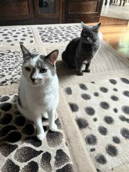 Rescue Domestic Short Hair Cats for Adoption in Mississauga, Ontario - Marbles & Smokey - Male/Female | PetCurious