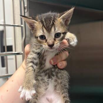 Floatie -  Domestic Short Hair Cat for Adoption in Morganton, North Carolina - Floatie | PetCurious