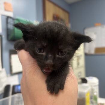 Hugo -  Domestic Short Hair Cat for Adoption in Saint Joseph, Missouri - Hugo | PetCurious