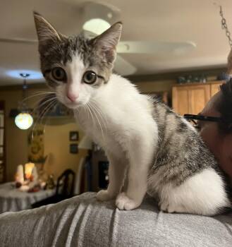 Rescue Domestic Short Hair Cats for Adoption in Murfreesboro, Tennessee - Praline | PetCurious