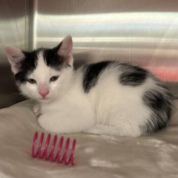 Slug Bug -  Domestic Short Hair Cat for Adoption in Keizer, Oregon - Slug Bug | PetCurious