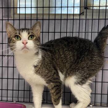 Sterling -  Domestic Short Hair Cat for Adoption in Pinellas Park, Florida - Sterling | PetCurious
