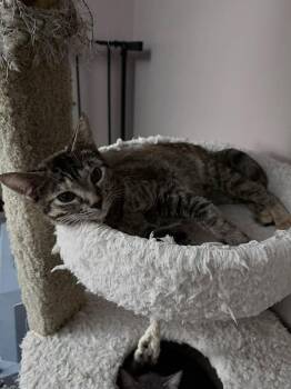 Domestic Short Hair Cats Available for Adoption - Sandy | PetCurious